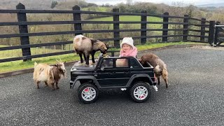 Adorable Little Girl Gets Chased By Goats In Her Car Cutest Ever [upl. by Schindler]