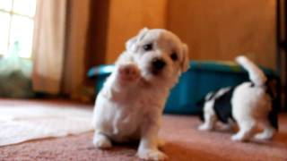 Havanese puppies playing and barking [upl. by Jangro230]