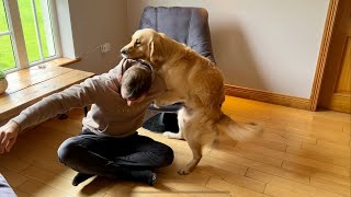 Angry Golden Retriever Guard Dog Protects House In The Strangest Way [upl. by Aicileb]