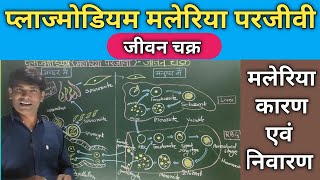 प्लाज्मोडियम का जीवन चक्र।Life cycle of Plasmodium मलेरिया रोग के कारण लक्षण एवं निवारण। [upl. by Bohs]