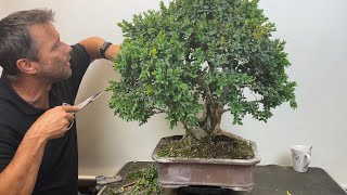 🇪🇸 Información y trabajos en Bonsai Buxus  Bonsai Boj [upl. by Jeanna]