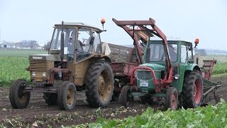 SugarBeet Harvest 2015  MF 35  Volvo BM350 Boxer  Deutz D40  Bukh 452 amp More [upl. by Ancilin]