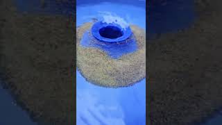 FINE GOLD RECOVERY w the Blue Bowl youtubeshorts Prospecting [upl. by Waugh]