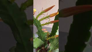 How to take care of Epiphyllum Cactus in order to give beautiful flowers in spring [upl. by Hadihsar605]