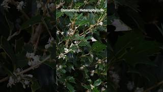 Osmanthus heterophyllus présentation et entretien [upl. by Boni]