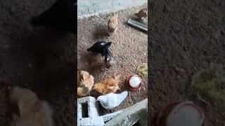 AMAZING BACKYARD POULTRY FARMING shortvideo backyardprojects poultryfarm shortsshortviralshort [upl. by Orual]