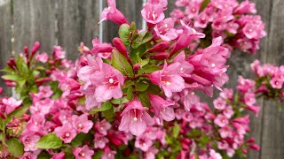 Weigela In Blooms 4K  May 13 2024 [upl. by Llerral]