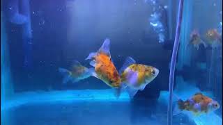 Comet Gold Fishes in methylene blue water Healthy Fish Tips [upl. by Rephotsirhc]