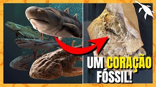 OS PRIMEIROS PEIXES DO MUNDO NOVAS DESCOBERTAS [upl. by Remde]