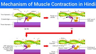 Mechanism of Muscle Contraction in Hindi  Muscle Contraction in Easy Way Hindi Muscle Contraction [upl. by Aehtla209]