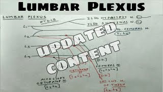 Lumbar Plexus  1  ilio hypogastric ilio Inguinal Genitofemoral Femoral Obturator Nerve  Chart [upl. by Si811]