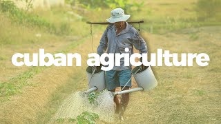 How Cuban agriculture went from industrial to sustainable [upl. by Seaton539]