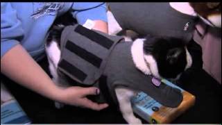 Thundershirt for Cats Ask a Vet withi Dr Jyl [upl. by Ahsam]