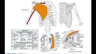 Muscle de lépaule groupe antérieur 2 [upl. by Nillad588]