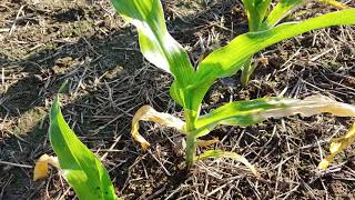 Paraquat Drift Patterns on Corn [upl. by Yanffit]