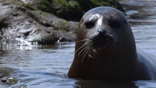 Wild Seals in the Thames  Unexpected Wilderness  BBC Earth [upl. by Irrak]