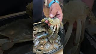 How to Clean A Soft Shell Crab For Cooking and Eating youtube subscribe softshellcrab [upl. by Airdnaed]