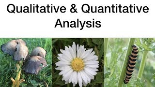 Qualitative amp Quantitative AnalysisEcology Leaving Cert Biology [upl. by Elizabet374]