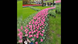 visiting keukenhof in lisse Netherlands malayalam trend travel tulip Dutch mallu short [upl. by Trubow156]