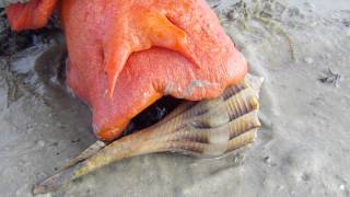 Triplofusus giganteus Florida Horse Conch [upl. by Oletta]