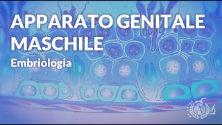 APPARATO GENITALE MASCHILE  Cenni anatomici e funzionali  Embriologia [upl. by Tnerb]