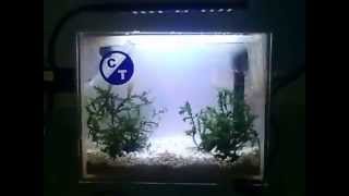 Cleartides Refugium Nano [upl. by Beker485]