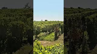 Landau In Der Pfalz  Vineyard Drive  Wine Road  Wine Region [upl. by Linea]