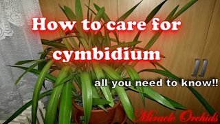 How to care for cymbidium orchids  watering fertilizing reblooming recognize spikes [upl. by Iggem]