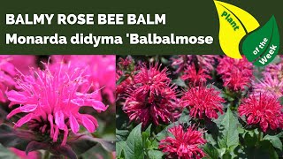 Balmy Rose Bee Balm  Monarda didyma Balbalmose [upl. by Irahc]