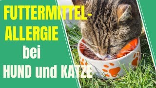 Futtermittelallergie bei Hund und Katze  So führst du eine Ausschlussdiät richtig durch [upl. by Novy]