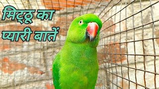 मिट्ठू का प्यारी बातें parrot 😂voice videos funny birds good parrot voice [upl. by Yslek]