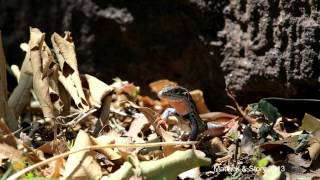 Texas WIld CnemidophorusTexas Spotted Whiptail [upl. by Assinna580]