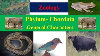 Chordata  Phylum Chordata  General characters of Chordata  Common characters of Phylum Chordata [upl. by Castara231]