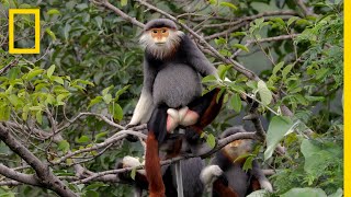 This Endangered Monkey is One of the World’s Most Colorful Primates  Short Film Showcase [upl. by Caprice535]