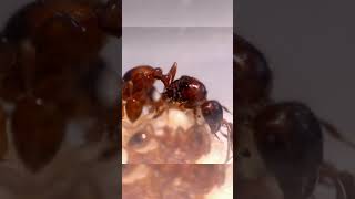 A Incrível Organização das Formigas Camponotus floridanus curiosidades formigas formiga [upl. by Alat801]