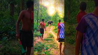 Bager bachcha ra ki vabe elephant ar 🐘 pichone lege ache dekho reels nature ytshorts youtube [upl. by Mw]