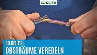 Gartentipps Obstbäume veredeln  Gärtnerwissen [upl. by Lianna]