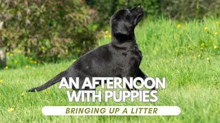 Raising Labrador Puppies at Home A Complete Guide [upl. by Washington]