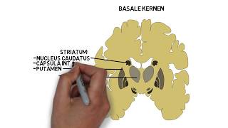 Basale kernen [upl. by Aduh]