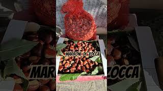 MARRONI DI ZOCCA SONO ARRIVATI APPENA RACCOLTI [upl. by Papagena]