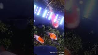 fancy goldfish in high nitrate overstock tank fish goldfish aquarium fishtank aquariumfish [upl. by Nadine57]