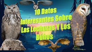 10 Datos Interesantes Sobre Las Lechuzas Y Los Búhos [upl. by Esac]