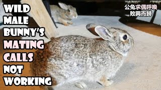 Wild male bunnys mating calls not working  male rabbit honking sounds [upl. by Carson690]