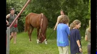 Distanzreiten  Sport im Einklang mit Natur und Pferd [upl. by Alroi]