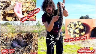 FINDING A KING SNAKE RATTLESNAKES AND MORE [upl. by Ailey]