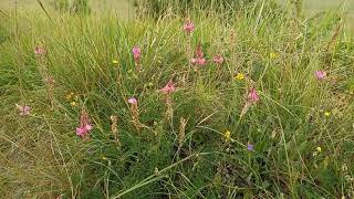 The Marvelous World of Sainfoin A Deep Dive into a Nutritious and Beautiful Legume [upl. by Amelita]