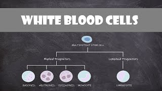 Types of White Blood Cells Leukocytes  Cell Biology [upl. by Cerveny533]