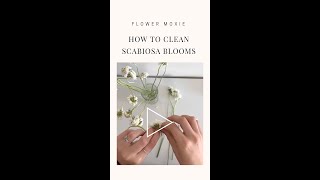 How to Clean Scabiosa Blooms [upl. by Killigrew732]