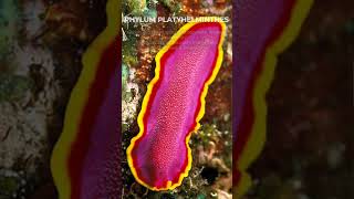 PHYLUM PLATYHELMINTHES shorts biology [upl. by Archambault]