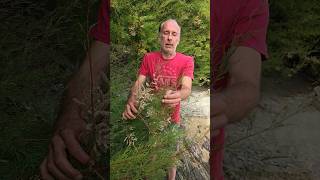 Tamarix gardening seaside beach garden permaculture adventure explore motivation [upl. by Hart]